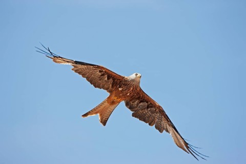Red kite