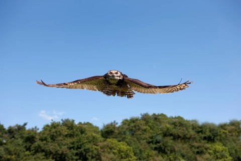 Cape Eagle Owl