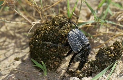 Dung Beetle