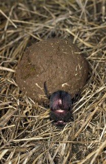 Dung beetle rolling dung ball