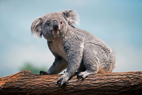 Koala