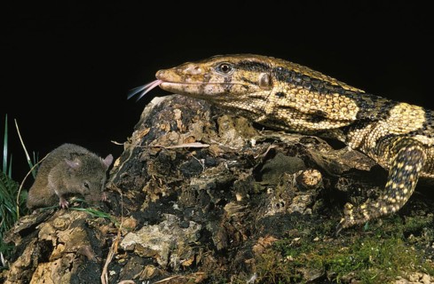 Dumeril's monitor