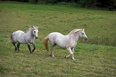 Connemara pony trotting through meadow