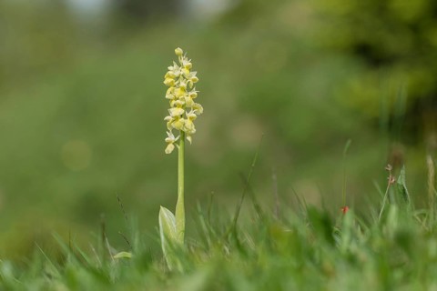 Pale pale orchid