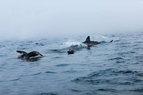 Great white shark