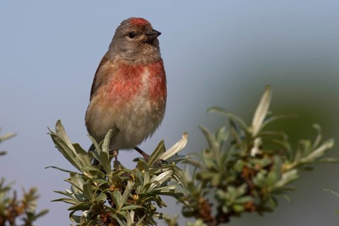 Linnet