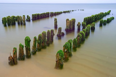 Algae-covered groynes in the early morning on the beach of Rantum
