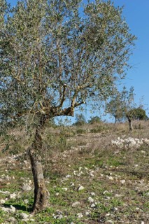 Olive tree