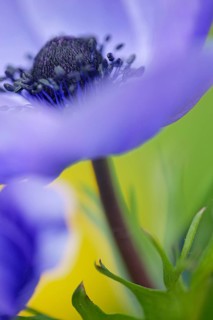 Poppy anemone
