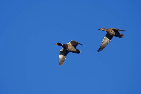 Pair of Mallards