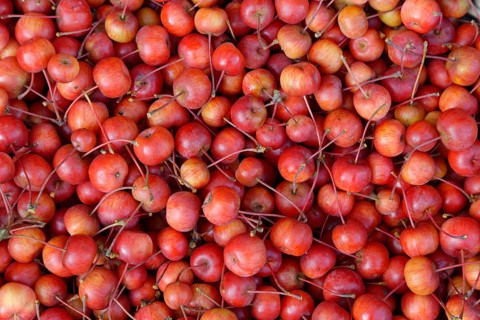 Fruits of the European crab apple