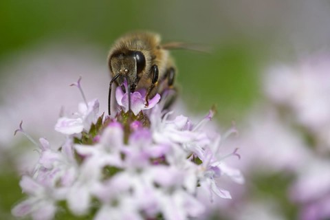 Honey bee