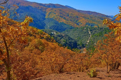 Autumn