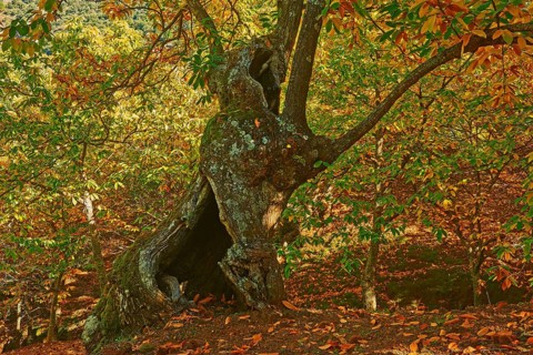 Autumn