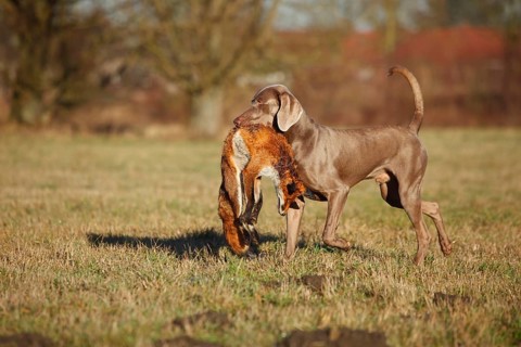 Weimaraner