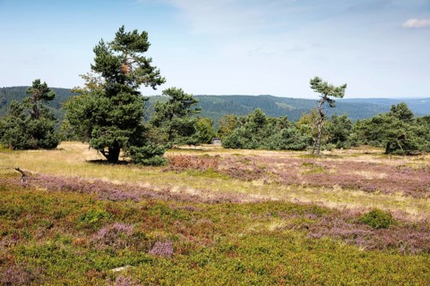 Flowering high heath
