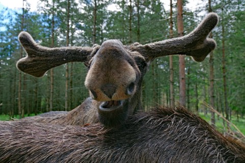 Face of a moose