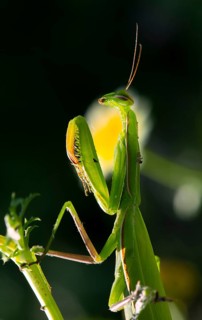 European mantis