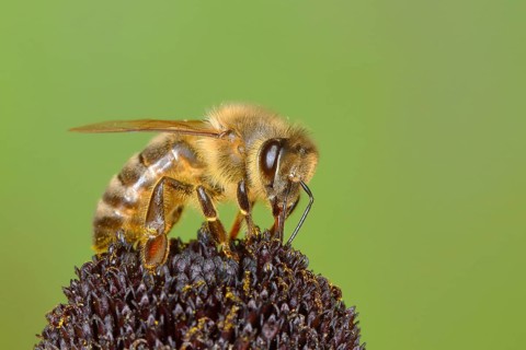 Honey bee
