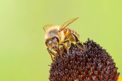Honey bee