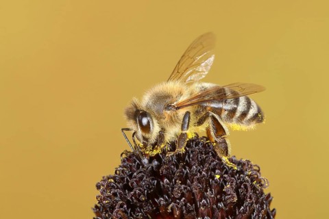 Honey bee