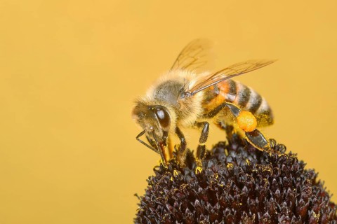 Honey bee