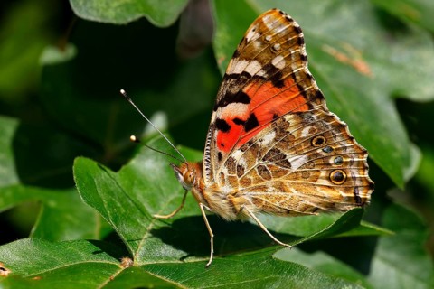 Painted lady