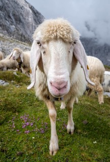 Sheep on mountain meadow