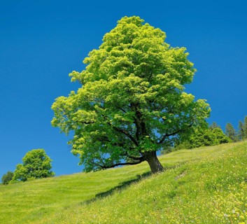 Freisthender sycamore maple in the middle of a mountain spring meadow