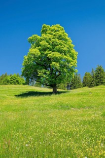 Freisthender sycamore maple in the middle of a mountain spring meadow