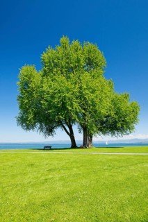 Benches under a large silver maple tree on the shore of Lake Constance near Arbon in Thurgau