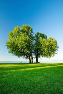 People sitting on a bench under a large silver maple tree on the shore of Lake Constance near Arbon and enjoying the view in the evening
