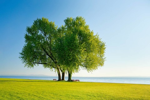 Benches under a large silver maple tree on the shore of Lake Constance near Arbon in Thurgau