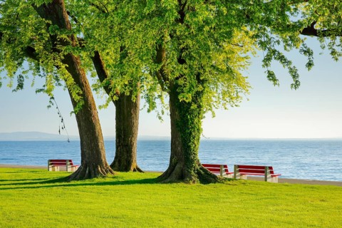 Benches under a large silver maple tree on the shore of Lake Constance near Arbon in Thurgau