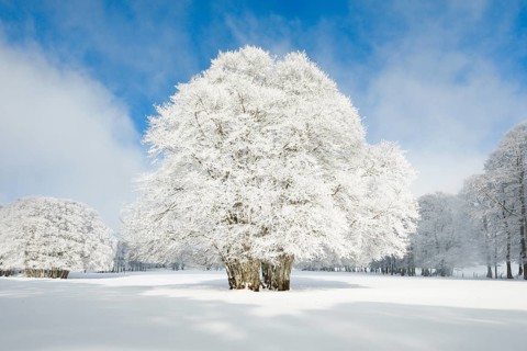 Fog lifts over beech trees covered in deep snow and hoarfrost in the Neuchatel Jura
