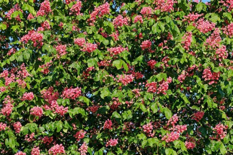 Detail of blossoming chestnut tree