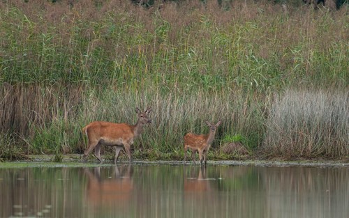 Doe with young