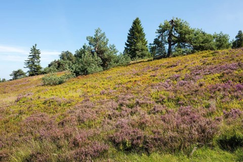 Flowering high heath