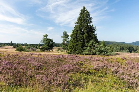 Flowering high heath