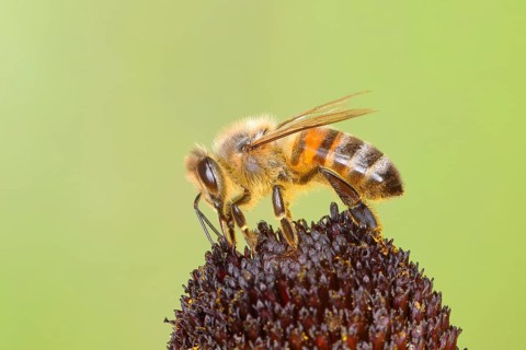 Honey bee