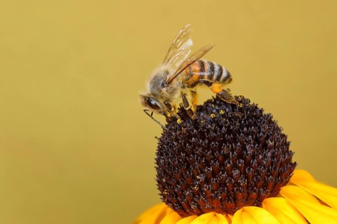 Honey bee