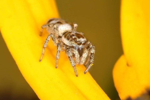 Zebra spider