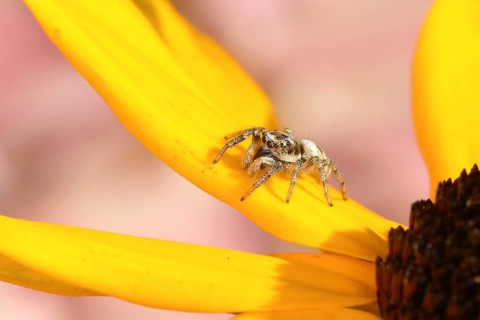 Zebra spider