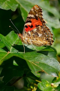 Painted lady