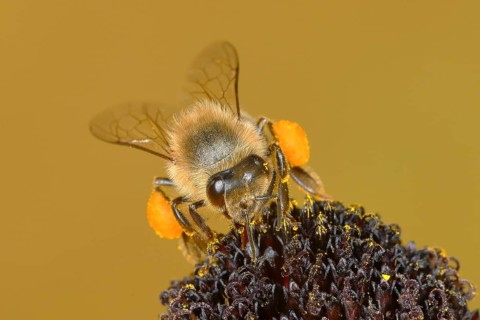 Honey bee