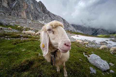 Sheep on mountain meadow