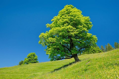 Freisthender sycamore maple in the middle of a mountain spring meadow