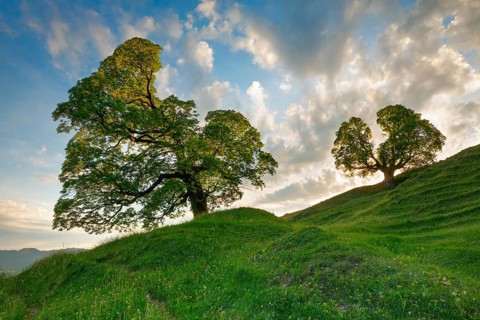 Two gnarled