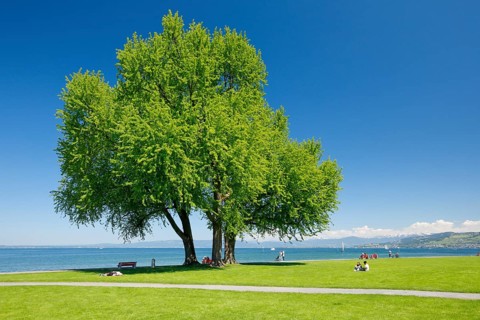 Large single silver maple tree and sunbathing lawns on the shore of Lake Constance near Arbon in Thurgau