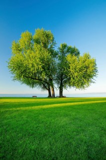 Benches under a large silver maple tree on the shore of Lake Constance near Arbon in Thurgau